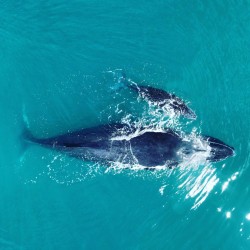 O encanto das Baleias Jubarte em Prado: Um espetáculo da natureza